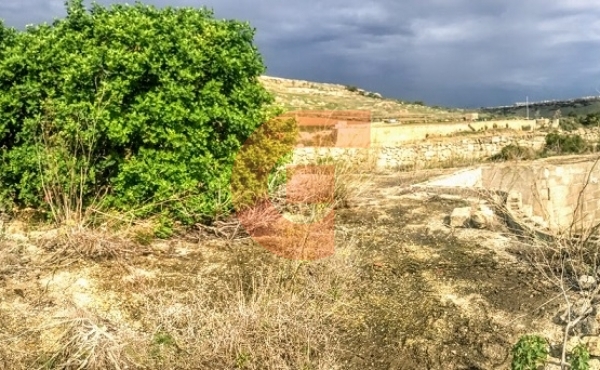 IMG_7145 - Copy